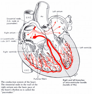 heart conduction system diagram