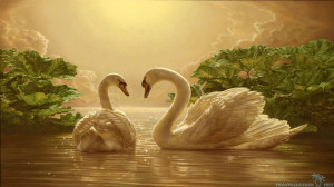 Lovely Swans Hd Wallpapers