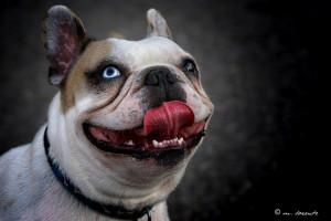 bulldog-french-bulldog-eye-portrait-Favim.com-474627.jpg
