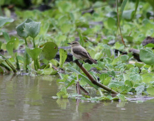 Related Pictures bird nest in a pile03 birds nest in a pile pictures
