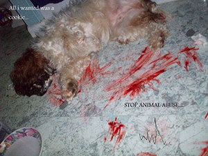 keep calm and stop animal cruelty hdpphjpot stop animal cruelty ...