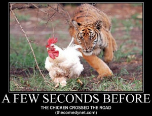 Why did the chicken cross the road [IMAGE]