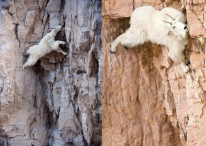 Goats climbing high on practically vertical mountain wall.