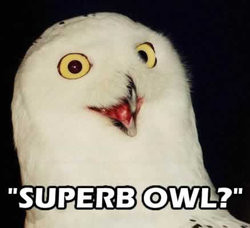 did-someone-say-superb-owl.jpg