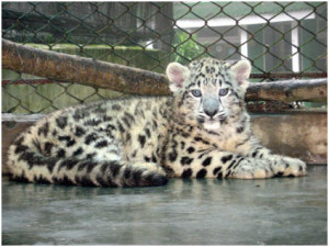 diet snow leopard diet snow leopard diet snow leopard diet