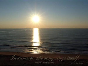 In summer quote photography