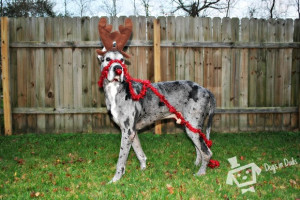 Funny Pictures Great Danes