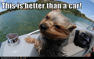 funny-dog-pictures-this-is-better-than-a-car-1.png