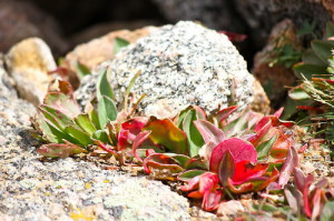 photography #mountains #message #nature #life #Plant #rocks
