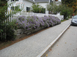 Aster oblongifolius 'October Skies' Forms a Low Hedge