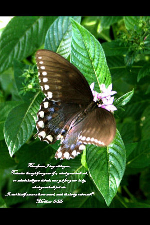 Butterfly With Bible Verse Photograph