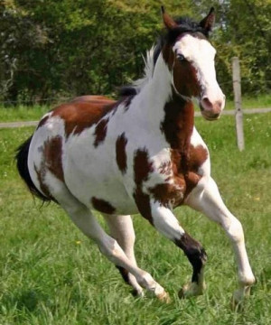 Tobiano Overo Gelding For Sale