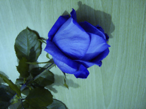 Blue Rose by SaimGraphics