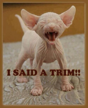 Bad hair day!!Sphinx Kitten, Sphynx, Hairless Cat, Funnyanimal, Hair ...