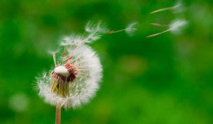 Tuinen onder invloed van wind zijn niet alleen een probleem bij ...