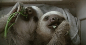 gif funny animals cute sloths eating sloth