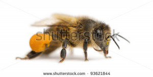 Western honey bee or European honey bee, Apis mellifera, carrying ...