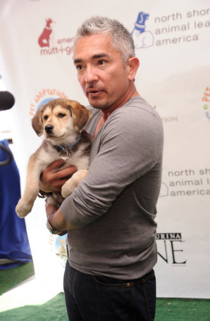dog whisperer joins animal league s global pet adoptathon attends dog ...