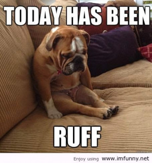 of funny dogs funny dogs with words funny dogs with sayings funny ...