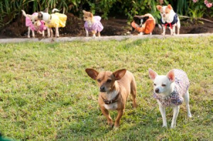 Beverly Hills Chihuahua 2 images © Walt Disney Pictures. All Rights ...
