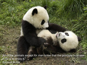... /pics/20120126/inspiring_pictures_for_people_who_love_animals_20.jpg