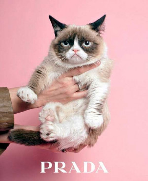 grumpy cat, prada, fashion advertising, spoof