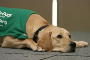 Guide Dog Training