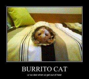 funny, funny cats, cat, cute, 9 Burrito Cats All Rolled Up