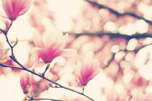 bokeh, flowers, photograph, photography, pink, pretty - inspiring p...