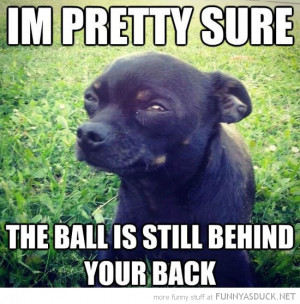 Funny Dog Pictures Found Lost Ball Images