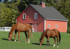 Horse Barns | Majestic Builders