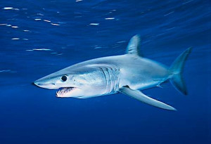... /iguodala94/shark-CR-Brian-J-Skerry-National-Geographic-stock_WWF.jpg