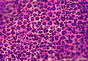 121-1281036395-bg-hot-pink-leopard-print-1.jpg