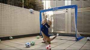 purin-beagle-soccer-goalie-adorable-keeper-goalkeeper.jpg