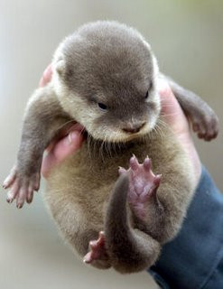 ... baby sea otter! I want one to run around my house. (via Kraft Korner