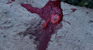 ... public land that bow hunting illinois public land the we come to lower