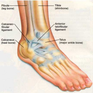 The injury occurs during inversion of the ankle (turning the ankle in ...