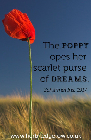 ... purse of dreams. ~ Scharmel Iris, 1917 #herb #herbal #quote #poppy