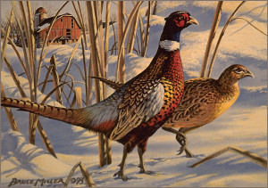 1993-Minnesota-Pheasant-600,stamp-ringneck-pheasants,pheasant-hunting ...