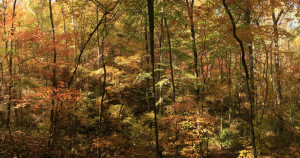 best cities for fall foliage/ fall festivals and activities (to rent ...