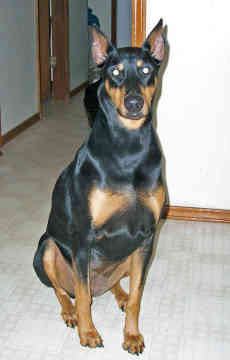 Doberman Pinscher Months