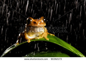 Peacock tree frog in the night rain - stock photo