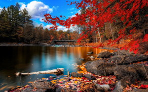 Autumn Forest Scenery Wallpapers Pictures Photos Images