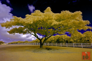 superb color of nature