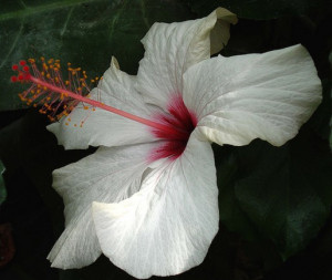 White Hibiscus Flower With...