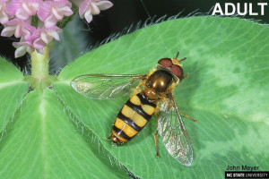 INSECTS THAT LOOK LIKE BEES image gallery