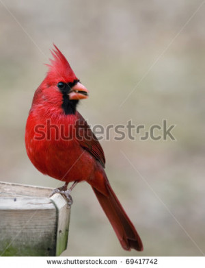 Beautiful red cardinal eating a sunflower seed at a bird feeder ...