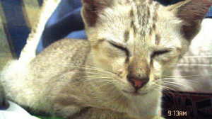 great pet insurance quotes