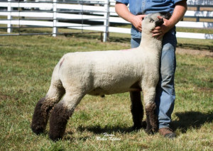 take sheep & goat pics too! Check out these videos about showmanship ...