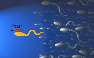 SWIMMING HUMAN SPERM CELLS, COMPUTER RENDERED